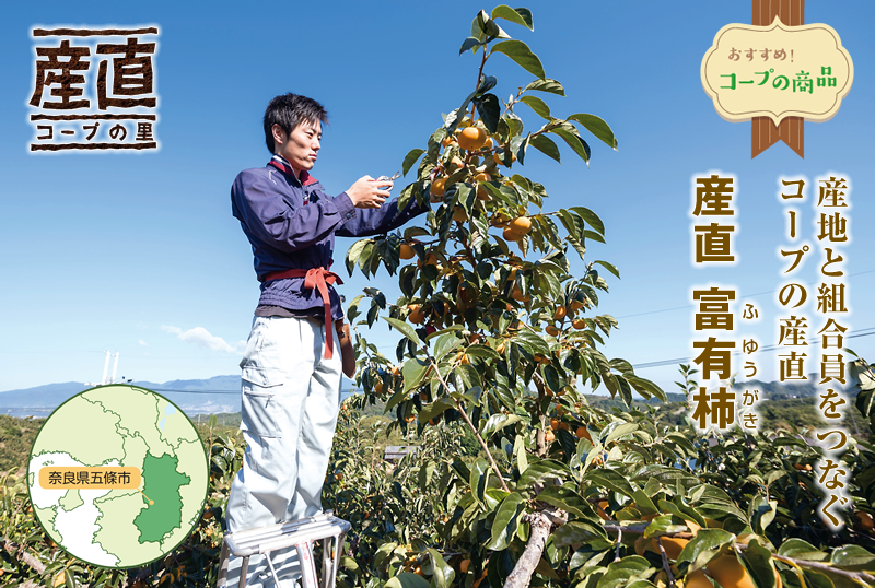 産地と組合員をつなぐコープの産直　産直　富有柿（ふゆうがき）　奈良県五條市