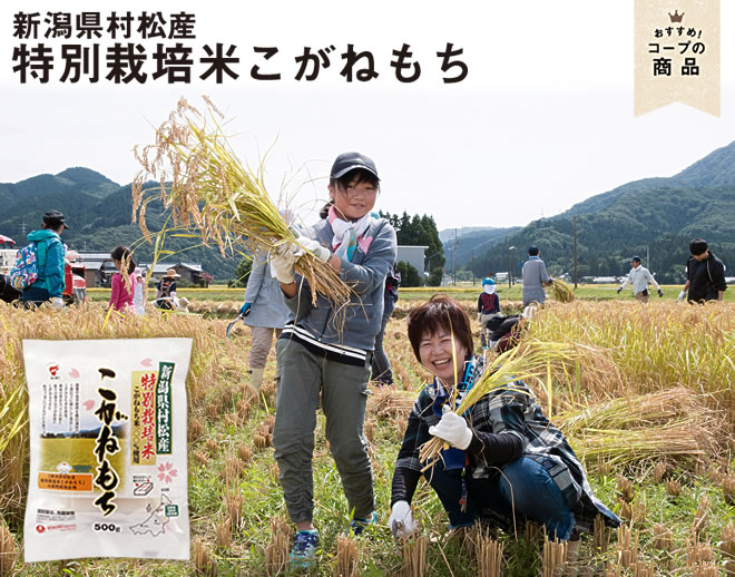 新潟県村松産 特別栽培米こがねもち