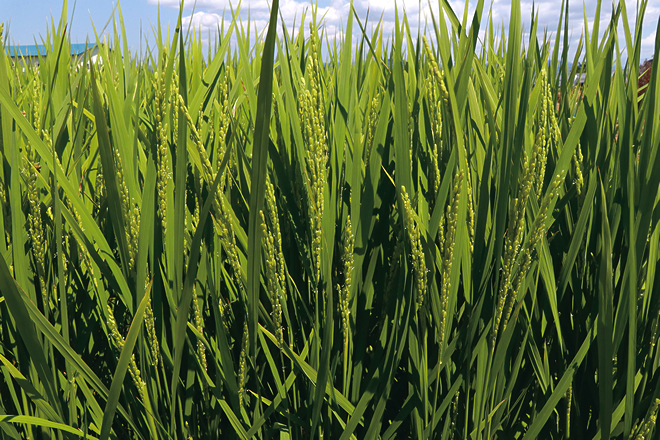 緑色の稲の写真