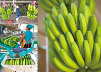 フェアトレードバナナと収穫・出荷の様子